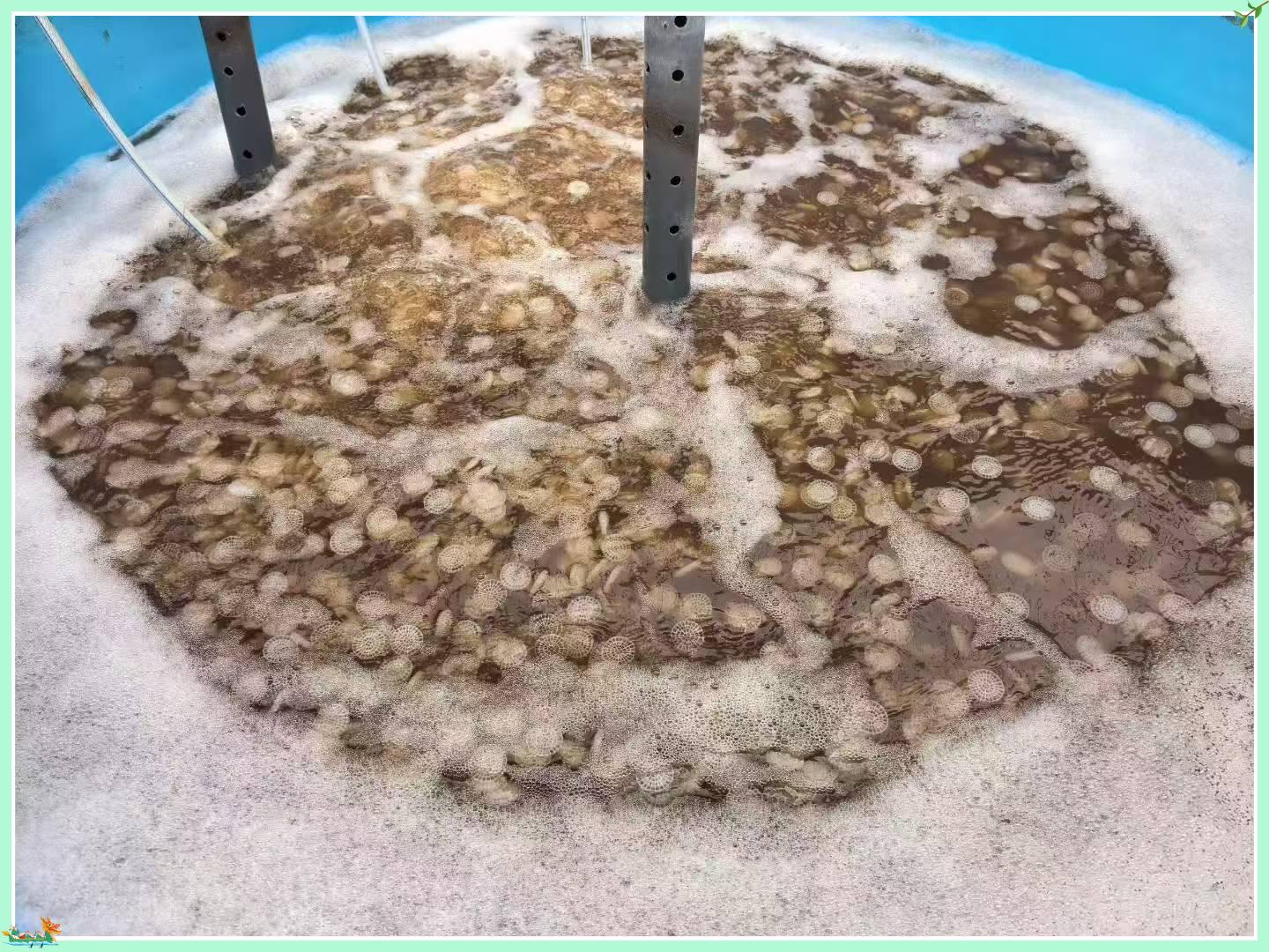 MBBR Bio Media Bioloji Çirkab Sularının Təmizlənməsini Necə Təkmilləşdirir