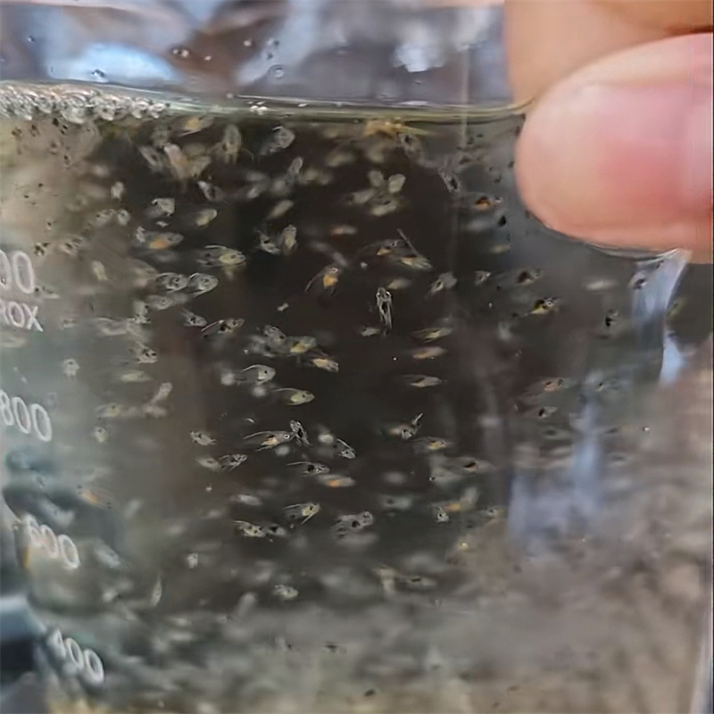 Bir gallon üçün nə qədər biomedia